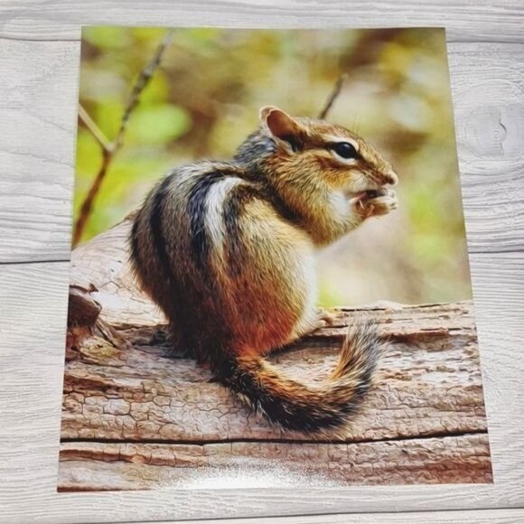 8x10 Chipmunk Eating‎ Photography Art Print - Picture 1 of 4